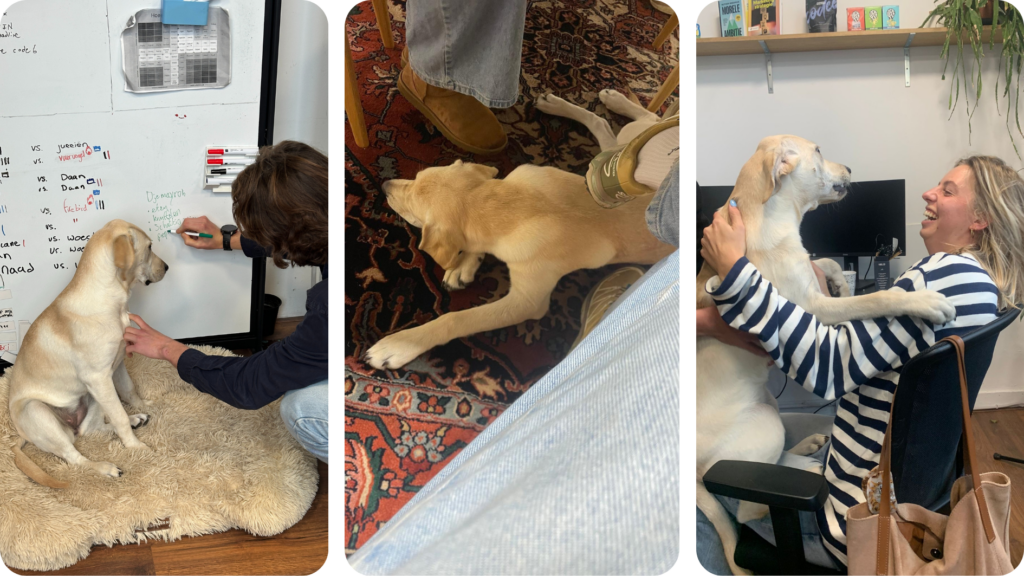 Aanpoters kantoor-hond